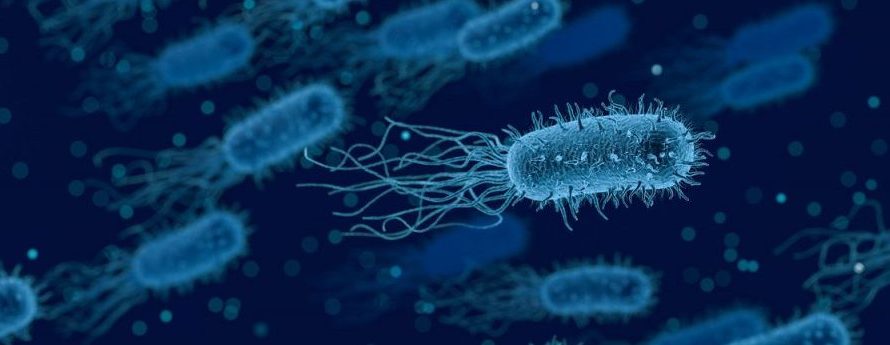 ¿Qué son las bacterias?